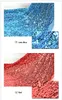 Shiny 9mm Sequins Fabric For Wedding Table Cloth Decoration Backdrop Multicolor Wedding Gauze Background Curtain Sequined Fabric - 1 Yard