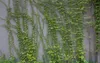 100個/パック緑のボストンアイビー種子アイビーシード用Diyホームガーデン屋外植物種子ドロップ輸送送料無料