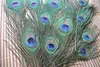 Najwyższej jakości Peacock Feather 500pcs Piękny naturalny 1012 cala dostaw imprezy2704851