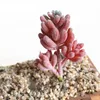 DIY Simülasyon Succulents Yapay Çiçekler Süsler Mini Yeşil Bitkiler Mikro Peyzaj Ev Bahçe Büro Balkon Dekorasyon