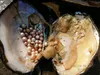 Big Wild Freshwater Oyster Monster 10 år 20-30 st Slumpmässig Färg / Shape Pearls Mussel Farm Supply Vakuum Förpackning BP001