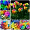 mehrfarbigen rosen pflanze