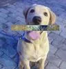 Rope Dog Whisperer Cesar Millan style Slip Training Laisses collier de plomb98935076450859