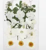 Ensemble de fleurs de marguerite séchées et pressées, 1 ensemble, mélange de fleurs et de feuilles, herbier pour bijoux, carte postale, cadre Photo, étui de téléphone, fabrication DIY, Typr-2