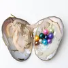 FBA JNMM Yeni Ürün Seti İnci İstiridye TEN Taneleri Yuvarlak Pearl 6-7mm Karışık Renkler + Kafes + kolye Mücevher Pearls için aksesuarlar Doğum