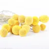 5 PCs getrocknete Blume Craspedia Billy Balls Hochzeitsstrauß Blumenzweig Home Dekoration Weihnachtskranz DIY NO VASE2867573