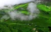 Green rice field foggy 3d landscape background wall 3d murals wallpaper for living room