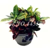 Hot koop! 200 stks zaden Echt bonte blad Croton Rainbow Codiaeum Variegatum Bonsai Sier Indoor Plant voor DIY Thuis tuinieren
