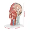 Freeshipping Humain, Crâne Avec Vaisseau Sanguin Musculaire Et Nerveux, Cerveau De Section De Tête, Modèle D'anatomie Humaine. Enseignement médical scolaire