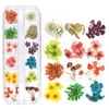 Beautyful 12 Color Nail Art dried flower decoration 24 nails Dry flowers star sun small daisy mixed styles DIY FREE ship 20