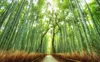 3d customized wallpaper Bamboo forest landscape background wall painting