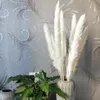 Decorazione per mazzo di fiori da matrimonio per la casa, canna di erba di pampa essiccata naturale