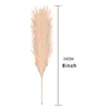 Giunco di palude essiccato naturale piccola erba di pampa Phragmites piante artificiali matrimonio mazzo di fiori per la decorazione domestica fiori finti DBC BH3208