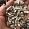 500g Naturel Iridescent Shell Fossil Rainbow Shells Jade Bijoux Gemstone Silicified Conch Seed Shape Pour la fabrication de bijoux décoration