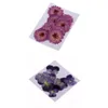 22pcs preslenmiş gerçek papatya pansy kurutulmuş çiçekler diy çiçek dekor süslemesi