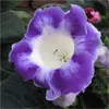 100 шт. Imported Gloxinia Seams Seeds Sinningiane Perennial Bonsai Цветок для дома и садовой горшок легко вырастить очистить воздух поглощать вредные газы Разнообразие цветов