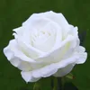 1つの人工ディスプレイベルベットローズフラワーシングルステムバラ50cmレッドホワイトピンクブルーグリーンフクシア色バラの花