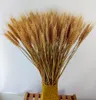 Lot de blé Triticum naturel séché, 200 pièces, Arrangement floral, pour la maison, Table de mariage, centres de Table décoratifs, 24 pouces de hauteur
