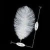 Ostrich Feather White 10pcs Feather Decoration Natural Feathers Fashionable Perfect decoration of room, office, parlor, hotel, etc.