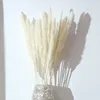 15.Kar naturliga torkade små pampas gräs phragmites communis, bröllop blomma gäng 40 till 68 cm lång för heminredning rated t8190626