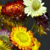 Decoratieve bloemen kransen -20pcs Gedroogde bloemen Daisy Natuurlijk kunstmatig kleurrijke chrysanthemum ornament tuin stro stalk trouwfeest h