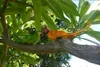 Simüle Yarım Yüzlü Papağan Bahçe Süslemeleri Ağaç Duvara Monte Kuş Modeli Reçine El Sanatları Kapalı Hayvan Süsler