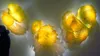 OEM 입 블로운 무라 노 램프 꽃 예술 공예 노란색 매달려 접시 유리 예술 벽