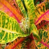 Hot koop! 200 stks zaden Echt bonte blad Croton Rainbow Codiaeum Variegatum Bonsai Sier Indoor Plant voor DIY Thuis tuinieren