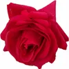 Över Lim Hand Feel Fuktgivande Rose Curling Rose Alla hjärtans dag Bouquet Single Simulation Flower Party Supplies T9I00360