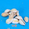 HOT Conch Shells Starfish Coral Reefs small yellow rice Snail Shell Fairy Garden Ornaments Seascape Natural Micro Landscape Decorations