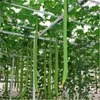 30 PC Luffa Luffa cylindrica Winkel Handtuch Kürbis Samen lange Luffa Bio-Gemüse für den Heimgartenpflanzen Einfache Versand wachsen