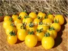 100 pz rainbow nano pomodoro bonsai raro pomodoro organico dolce frutta vegetale semi di frutta in vaso pianta per la casa giardino facile da coltivare