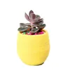 Mini Round Plastic Unbreakable Succulent Plant Flower Pot Garden Home Office Desktop Micro Landscape Decor