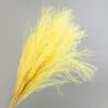 10pcs Natural Pampas Gras Decor Blume getrocknete Pflanzen Hochzeit Blumen Bündel Weihnachten Wohnkultur Phragmiten Communis5794918