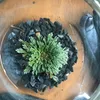 Yeni Sihirli Kıyamet Bitki Rose Jericho Dinozor Bitki Hava Fern Selaginella Moss Kuru Bonsai Bitkiler DIY Ev Bahçe