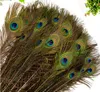 Rena naturliga påfågelfjädrar importerade påfågelfjädrar DIY hushålls vase dekoration 25-30 cm W816