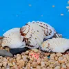 HOT Conch Shells Starfish Coral Reefs petit riz jaune Escargot Shell Fée Jardin Ornements Seascape Naturel Micro Paysage Décorations