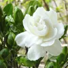 Zeit-Limit !! 100 PC Gardenia Bonsai Samen (Cape Jasmin) -DIY Hausgarten-Topf Bonsai, erstaunliche Geruch schöne Blumen für Zimmer Anlage