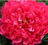 Blooming Peony Silk Big Head Flores Artificial Flowers Home Wedding Decor DIY Hats Marriag Accessoies New Year Gifts GB569