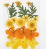 Typr-2 1Set Mixed Dried Pressed Rose daisy Flower+ Leaves Plants Herbarium For Jewelry Postcard Photo Frame Phone Case Making DIY