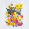TYPR3 1SET 40 PCS Karışık kurutulmuş presli çiçek yaprakları Bitkiler Mücevher Kartpostal PO Çerçevesi için Herbaryum DIY2341414