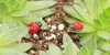 Yapay 10 ADET Lady böceği Süsleme bahçe minyatürler ev bahçe dekorasyonu için yosun terraryumlar el sanatları figürleri gnomes
