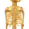 Yüksek kaliteli PVC 18 * 18 * 40 cm 0.7 kg 1 Bölüm İnsan belden fetal iskelet öğretim modeli Bağımsız karton ambalaj