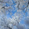 пользовательские фото обои современные обои для гостиной зимнее небо обледенение большое дерево снежинка потолки