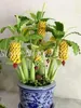 Bonsai Gorąca Sprzedaż 200 Sztuk / Worki Nasiona Banana Owoce Subtropiki Outdoor Fruta Organic Heirloom Home Garden Rośliny Do Planter Górski