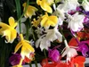 1 Bündel 21 Köpfe Künstliche Blumen mit Blatt Hochzeitsdekoration Simulation Phalaenopsis Blume Zuhause DIY Valentinstag Dekoration GB130