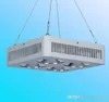 Cob cresce a luz LED Full Spectrum Para Vegetable hidroponia todas as fases Greenhouse Interior Planta E Bloom