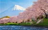 Mooi landschap achtergronden verse en mooie kersenbloesem Japanse en Koreaanse tv achtergrondmuur