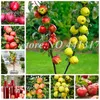 apple fruit wholesale