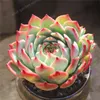 100 pçs / saco Exótico Mini Suculenta Cactus Rare Suculento Perene Erva Plantas Bonsai Pot Flor Interior para Jardim Flore Pot